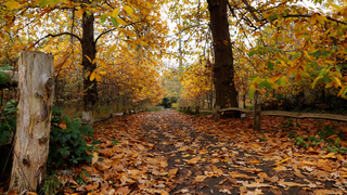 Fall Cleaning Season Is Here